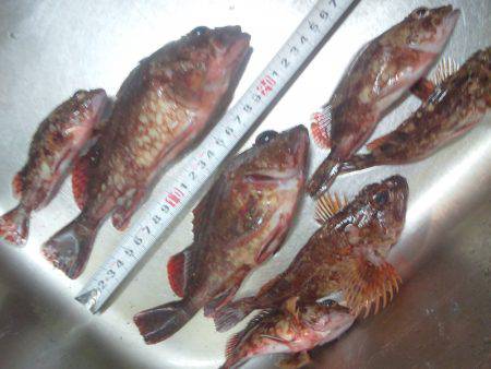 初釣りはガシラ