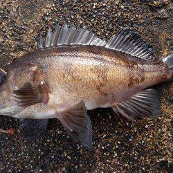 ミップル周辺で釣りをする