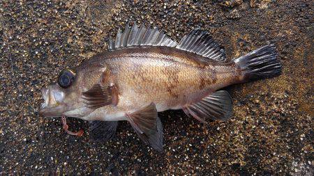 ミップル周辺で釣りをする
