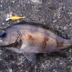 ミップル近くで釣りをする(笑)。