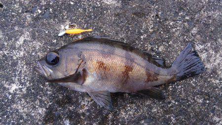 ミップル近くで釣りをする(笑)。