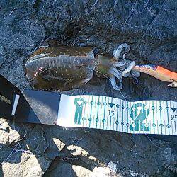 今年の初釣りエギング！