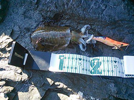 今年の初釣りエギング！