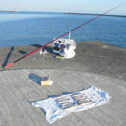 志筑川護岸でキス狙い