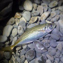 初釣りはアジのカゴ釣りで♪