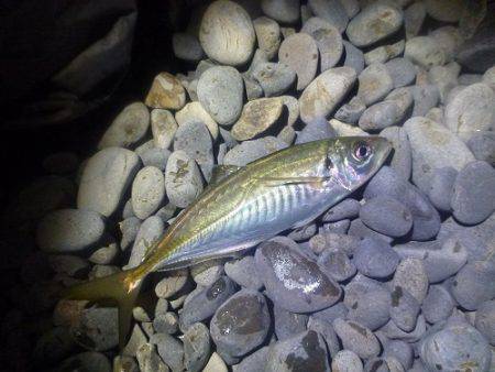 初釣りはアジのカゴ釣りで♪