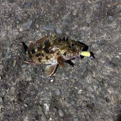 大雪のライトゲーム