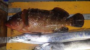 記録更新とビックリ