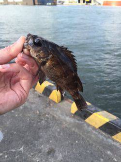 タチウオはそろそろ終わりでしょうか