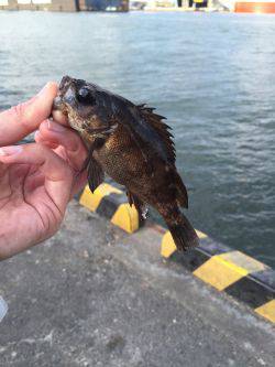 タチウオはそろそろ終わりでしょうか