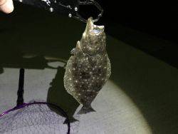 メバリング 嬉しい外道