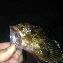 ロックフィッシュ釣行