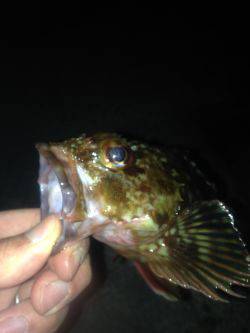 ロックフィッシュ釣行