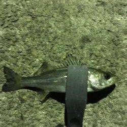 極寒メバリング