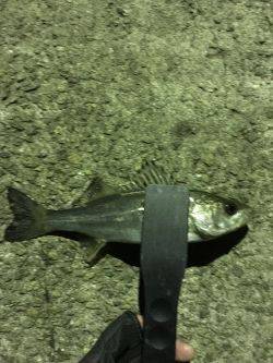 極寒メバリング