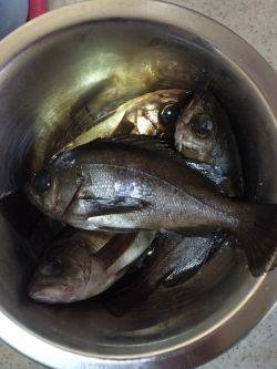 伊根メバリング part1