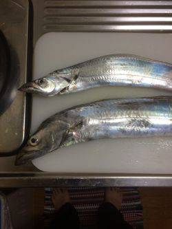 朝練してきました