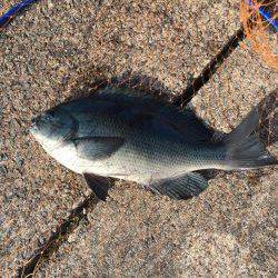 初釣り フカセのグレ