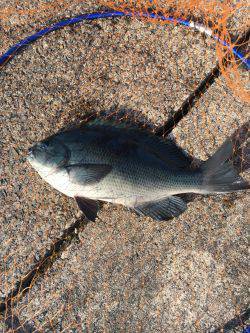 初釣り フカセのグレ