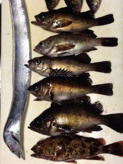 メバリングで太刀魚！