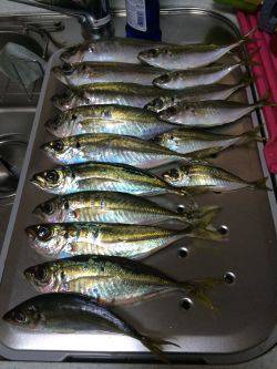 伊根アジング part2