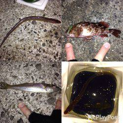 余った餌で再チャレンジ