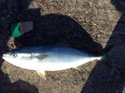 ハマチが回遊中！！