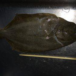 サビキ釣りにて