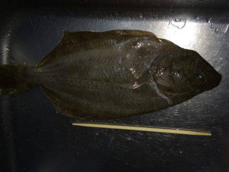 サビキ釣りにて