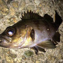 久しぶりのアジング