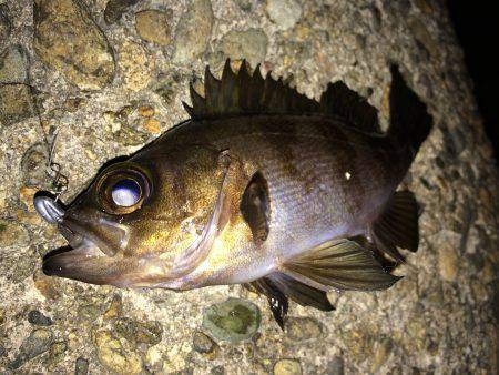 久しぶりのアジング