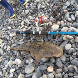 呑ませでマゴチ