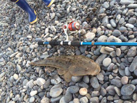 呑ませでマゴチ