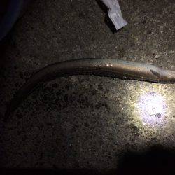 寒いけど 何か釣れるん？