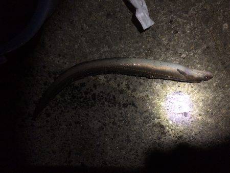 寒いけど 何か釣れるん？