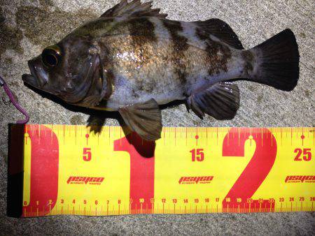 イベントに参戦!