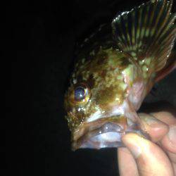 ロックフィッシュ釣行