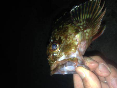 ロックフィッシュ釣行