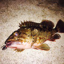 アコウを求めて・・・