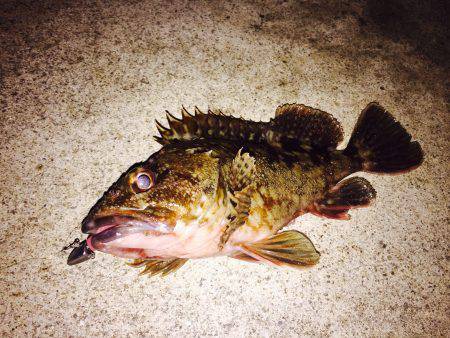 アコウを求めて・・・