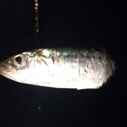 なんとか釣れた