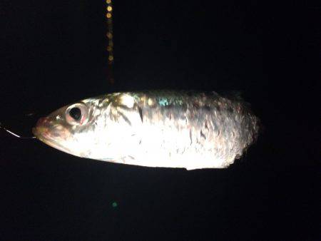 なんとか釣れた