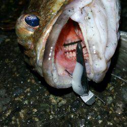 ガシラ（笑）おもろい