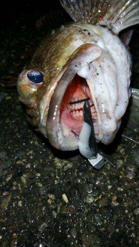 ガシラ（笑）おもろい