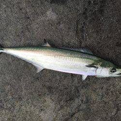 ショアジギング サゴシ♪♪