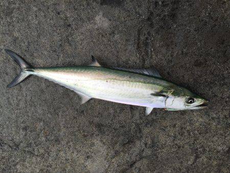 ショアジギング サゴシ♪♪