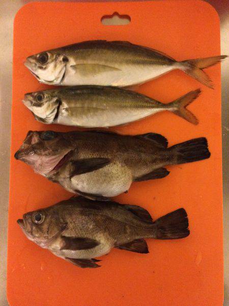 倶楽部通信  16年釣り始め