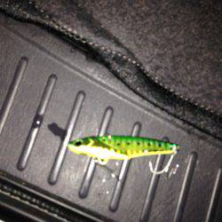 タチウオ狙いで