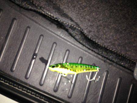 タチウオ狙いで