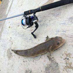 息子初の大物、エソですが・・・